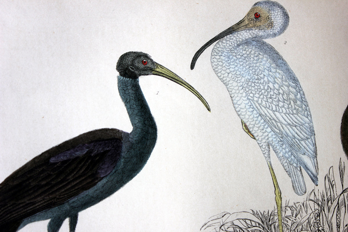 An Attractive Group of Four 19thC Hand-Coloured Engravings of Birds Fr ...