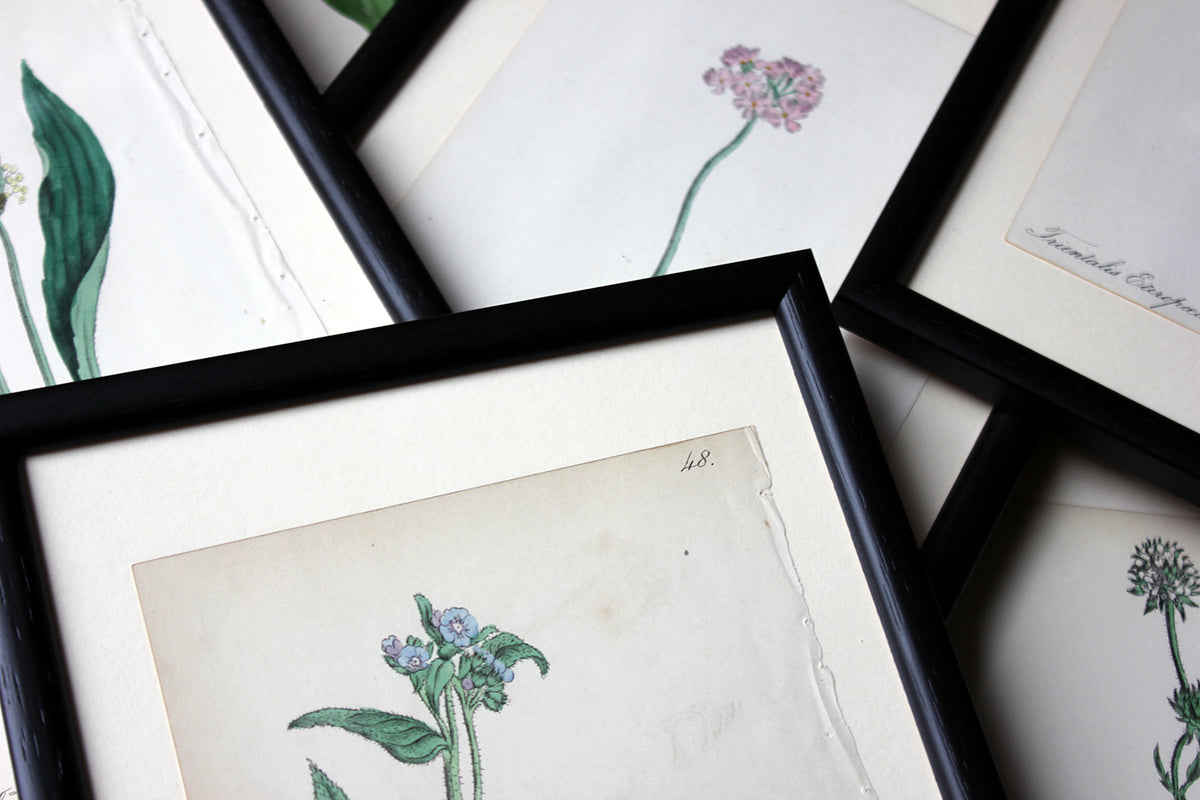 A Group of Twelve Framed Mid-19thC Hand-Coloured Botanical Lithographs ...