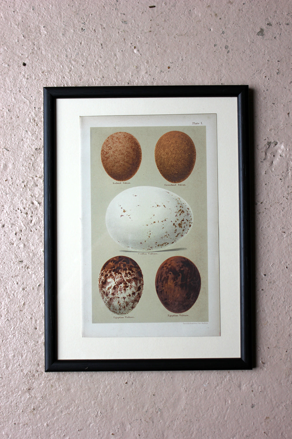 A Group of Twelve Framed Chromolithographs of British Birds’ Eggs; Hen ...