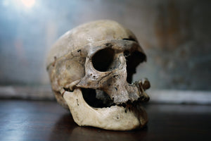 A 19thC Human Skull Inscribed for Phrenological Demonstration