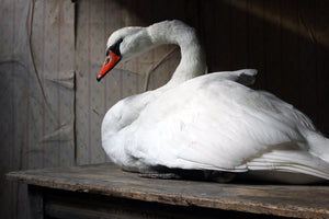 A Large Mature 20thC Taxidermy Mute Swan