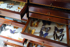 A Fine 24-Drawer Mahogany, Oak & Parquetry Inlaid Lepidopterist’s Collector Cabinet c.1870
