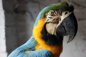 A Wonderful 20thC Taxidermy Blue & Gold Macaw