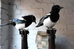 A Pair of 20thC Taxidermy Magpies Mounted on a Pair of 18thC Neo-Classical Columns