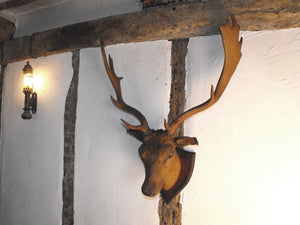 An Antique Mounted Fallow Deer Buck Head of 1887