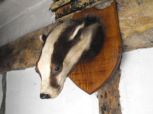 A Mid-20thC Mounted Taxidermy Badger Mask