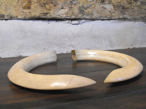 An Intriguing Pair of Antique Lower Canine Hippopotamus Teeth