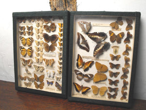 Two Magnificent Early 20th Century Lepidopterist Display Cases
