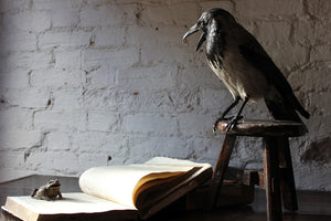 A Very Fine Contemporary Taxidermy Hooded Crow on Tripod Stool