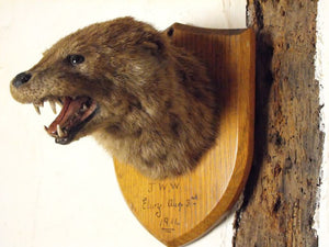 An Early 20thC Mounted Taxidermy Otter Mask Dated to August 1914
