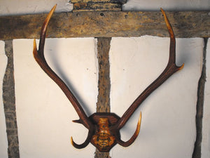 Quantock Staghounds: A Vintage Pair of Mounted Taxidermy Eight-Point Red Deer Antlers