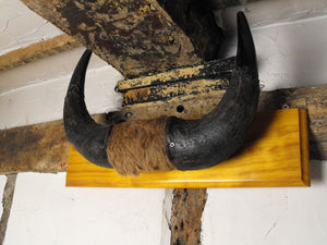 A Good Pair of Taxidermy Mounted American Plains Bison Horns