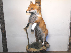 A Mid-20thC Taxidermy of a Fox Cub; 