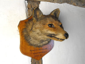 A Fine Early 20thC Mounted Taxidermy Fox Mask Dated to 1914