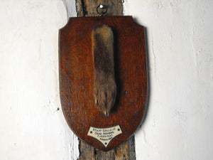 A Quality Taxidermy Fox Pad Dated to 1939
