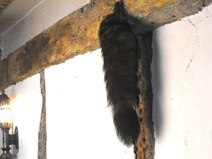 A Vivacious Early 20thC Taxidermy Fox Brush