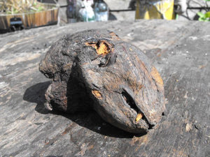 Folk Magic: A Scarce & Early Dried Cat Head