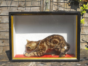 An Unusual Early 20thC Taxidermy Kitten & Cotton Reel in a Glazed & Painted Pine Case
