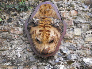 A c.1900 Taxidermy Mounted Tiger Head on Shield