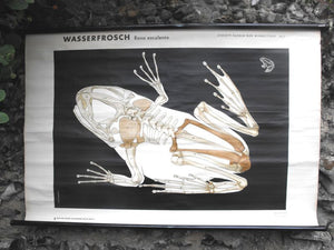 A Sublime Vintage Linen Backed 1950s German Educational Lithograph Poster 'Wasserfrosch'; Published by Volk und Wissen, Berlin