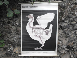 A Super Vintage Linen Backed 1980s German Educational Lithograph Poster 'Skelett Haushuhn'; Published by Volk und Wissen, Berlin