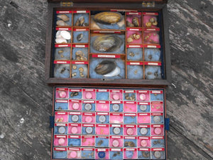 The Study of Slugs; A Unique 19thC Limacology Collection in a Cuban Mahogany Collectors Box