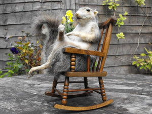 An Amusing Taxidermy Grey Squirrel, Seated in a Rocking Chair