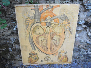 A Very Large Early 20thC Educational Lithograph on Board; A Cross Section of the 