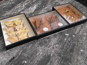 A Fine Trio of Early 20thC Lepidopterist Cases