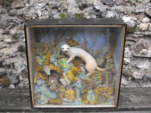 A Pleasing c.1880 Ebonised Cased & Glazed Taxidermy Group of A Stoat & Kitten Rabbit
