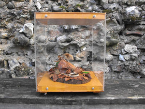 A Pleasant Mid 20thC Case of a Preserved Taxidermy Shrew & Slow Worm
