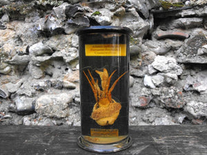 A Rare Preserved Natural History Specimen of a Hermit Crab & Sea Anemone, Prepared by T Gerrard & Co Ltd