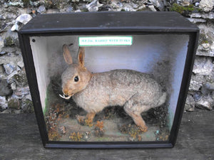 A Salient 19thC Walter Potter Taxidermy Rabbit with Tusks Mounted in a Glazed & Ebonised Display Case