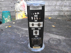 A Fascinating Preserved Natural History Specimen for the Honey Bee; Life History, Prepared by T Gerrard & Co Ltd