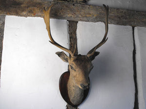 A Vintage Mounted Taxidermy Head of a Stag