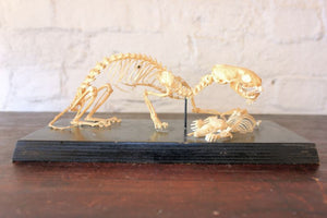 An Impressive Natural History Articulated Anatomical Skeleton of a Stoat Preying on a Mole