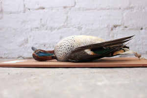 A Taxidermy Teal Hung as Dead Game, Mounted on a Board c.1960