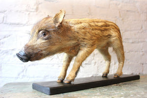 A Super Mounted Taxidermy Juvenile Wild Boar c.1890