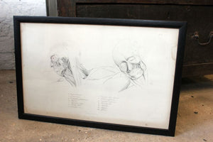 Framed Plate No.6; Anatomical Studies of Bones & Muscles, for the use of Artists; Flaxman/Landseer c.1833