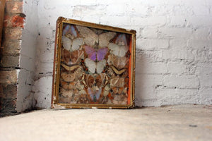 A Glorious Late 19thC Shadow Box Framed Entomology Collection