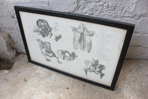 Framed Plate No.5; Anatomical Studies of Bones & Muscles, for the use of Artists; Flaxman/Landseer c.1833