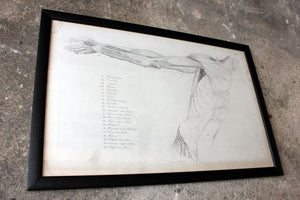 Framed Plate No.11; Anatomical Studies of Bones & Muscles, for the use of Artists; Flaxman/Landseer c.1833