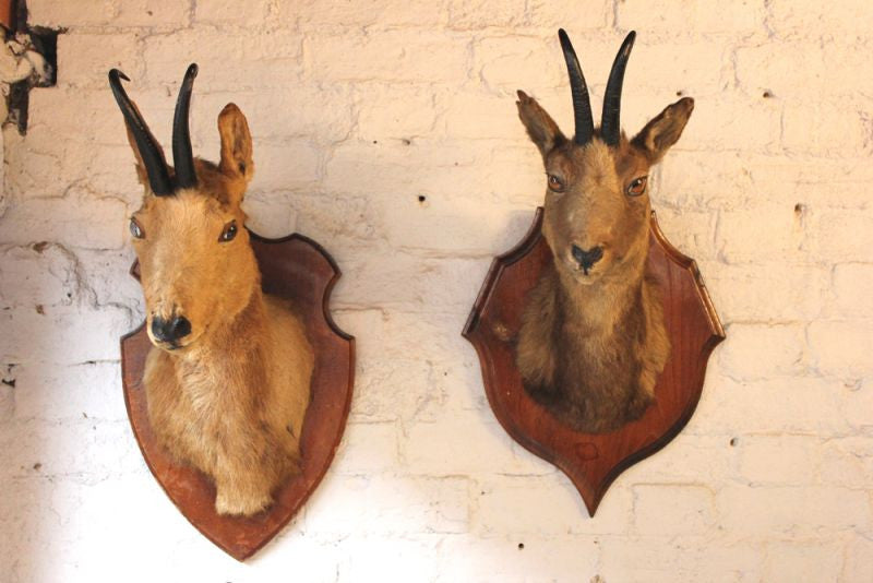 Chamois taxidermy mount SKU 2587 - All Taxidermy