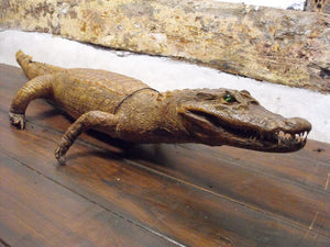 An Exotic Taxidermy Spectacled Caiman Alligator