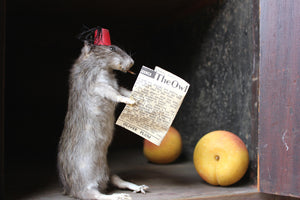 A Comical Mid 20thC Anthropomorphic Taxidermy Rat, Modelled as Tommy Cooper