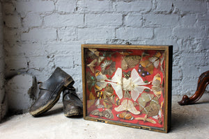 A Wonderful c.1870 Shadow Box Framed Entomology Collection