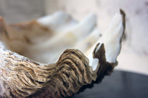 A Fine Natural History Specimen of a Giant Clam Shell