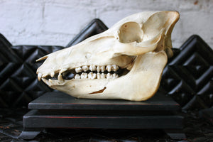 A Good Early 20thC Dutch Zoology Department Northern Sumatran Pig Skull