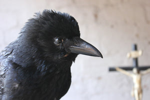 A Good Contemporary Taxidermy Crow Mounted on an Edwardian Period Top Hat