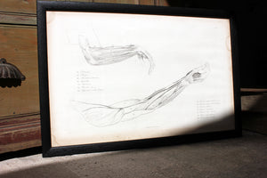 Framed Plate No.7; Anatomical Studies of Bones & Muscles, for the use of Artists; Flaxman/Landseer c.1833